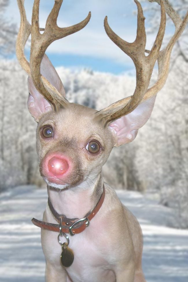 Dog-Turned-Reindeer Christmas Cards