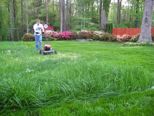 How To Grow Lush Grass By Overseeding