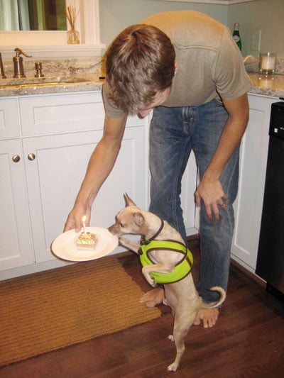 And Now For A Dogiversary