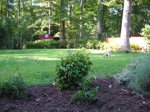 Live Well, Laugh Often, Love Mulch