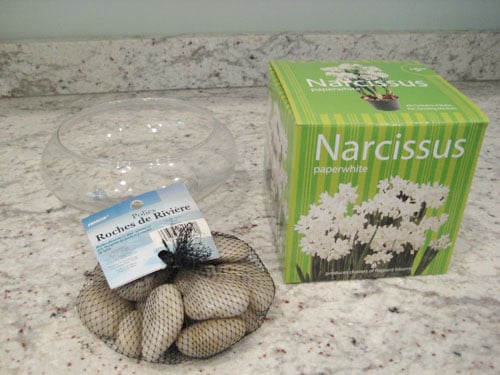 DIY Christmas Gift: Paperwhites & River Rocks