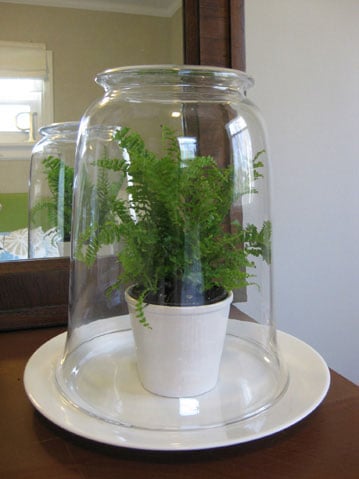 How To Make A Glass Terrarium