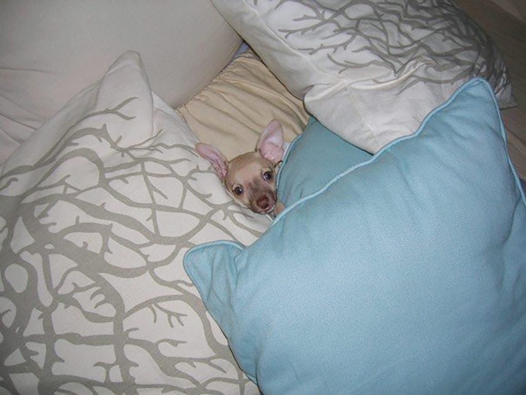Baby Burger face poking out of pillows