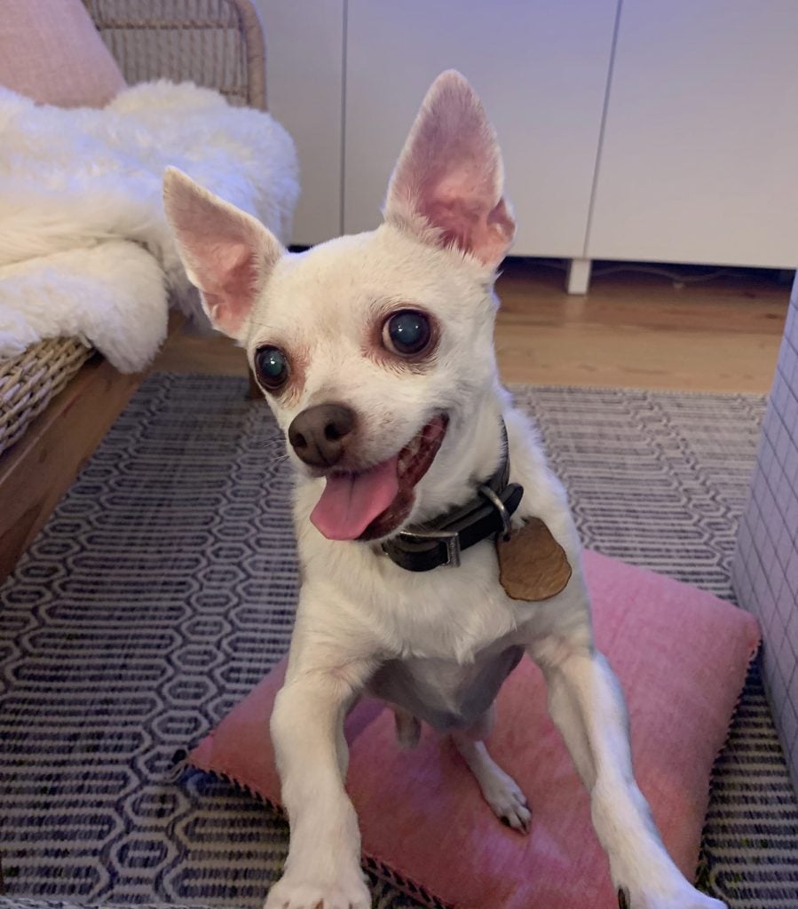 Burger trying to hop onto couch with tongue out and big eyes