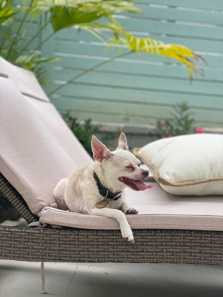 Boy Dog Names: 200 Names + Naming Tips