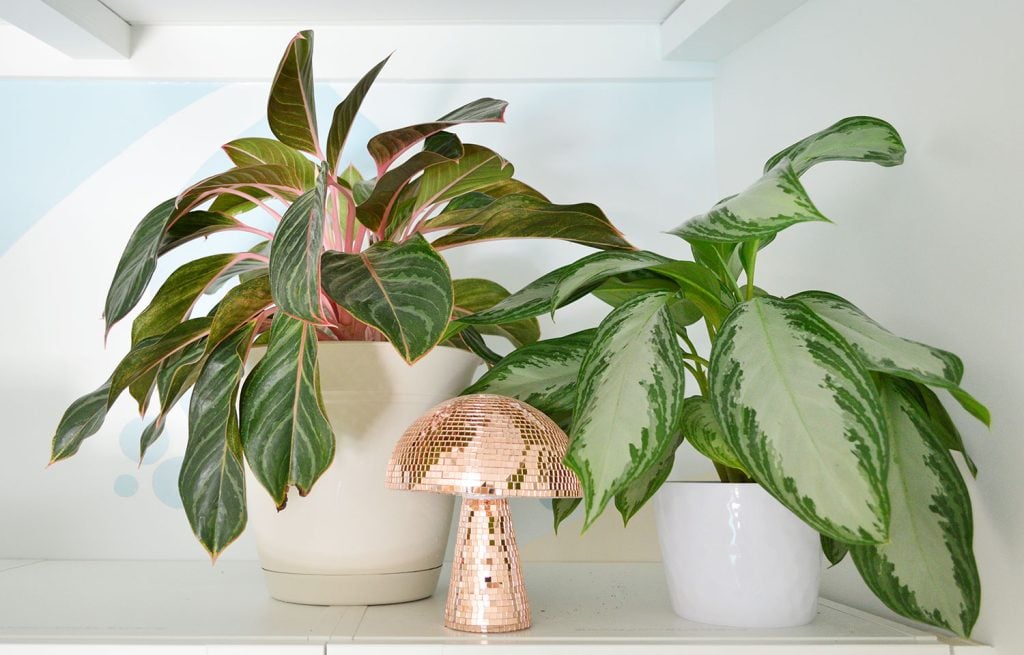 Aglaonema Plant – Complete Care Guide