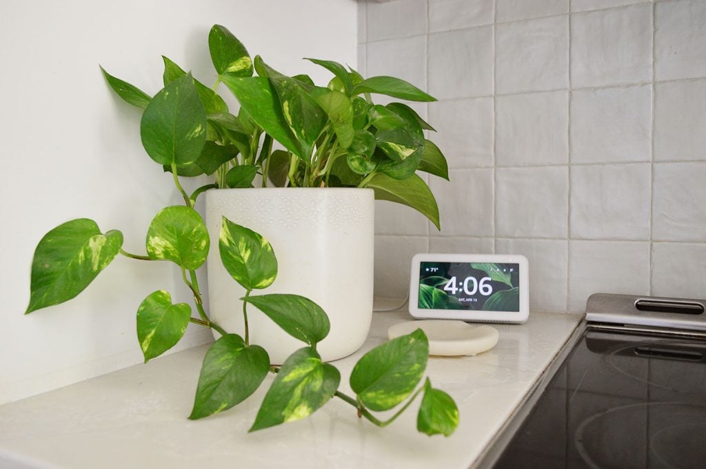 Golden Pothos – Plant Care Guide