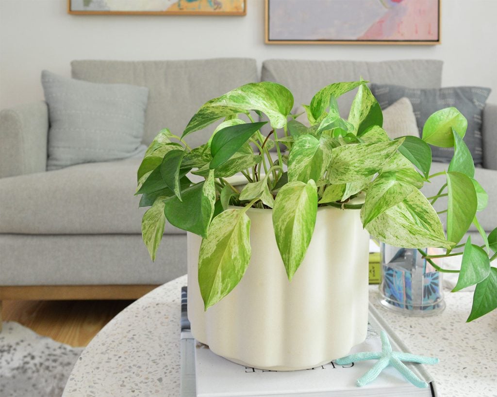 Marble Queen Pothos – Plant Care Guide