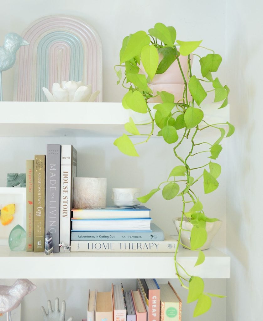 Neon Pothos – Plant Care Guide