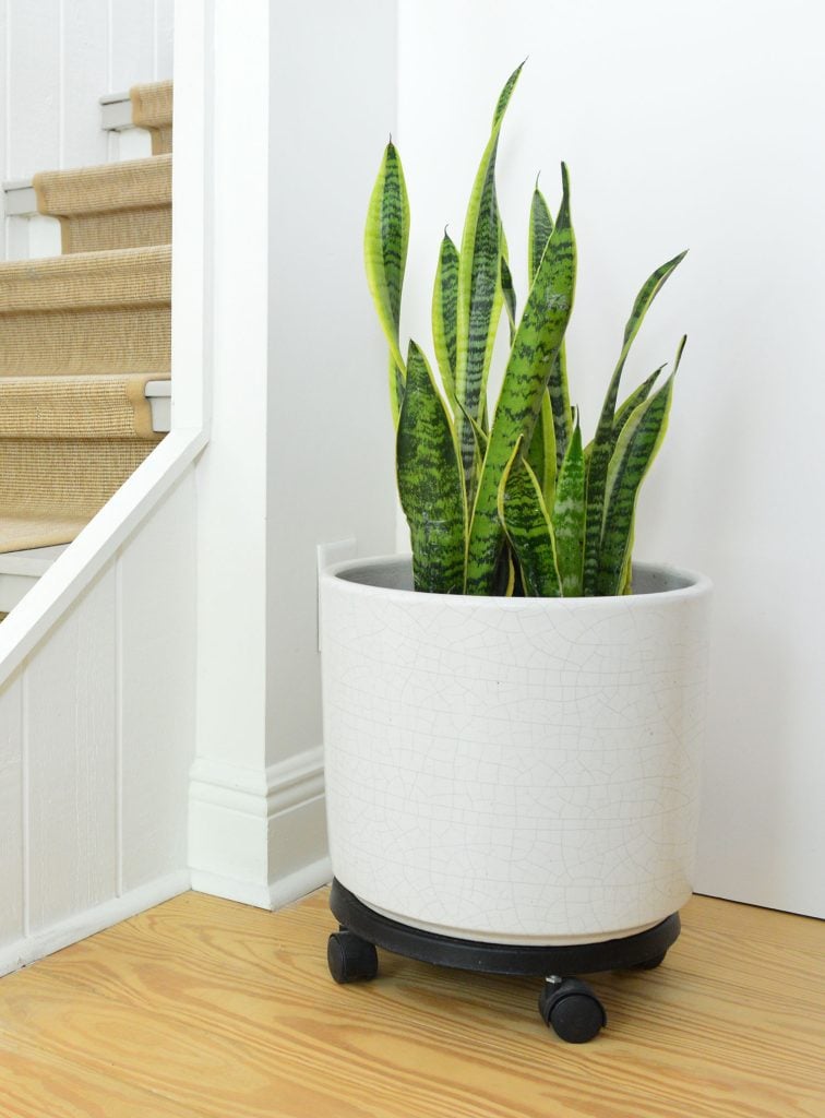 Snake Plant – Care Guide