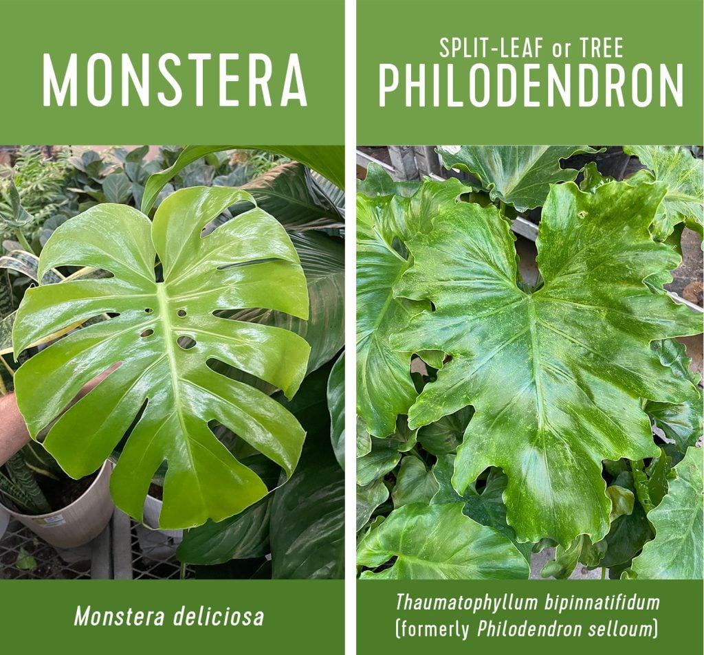 Monstera deliciosa vs split leaf philodendron comparison