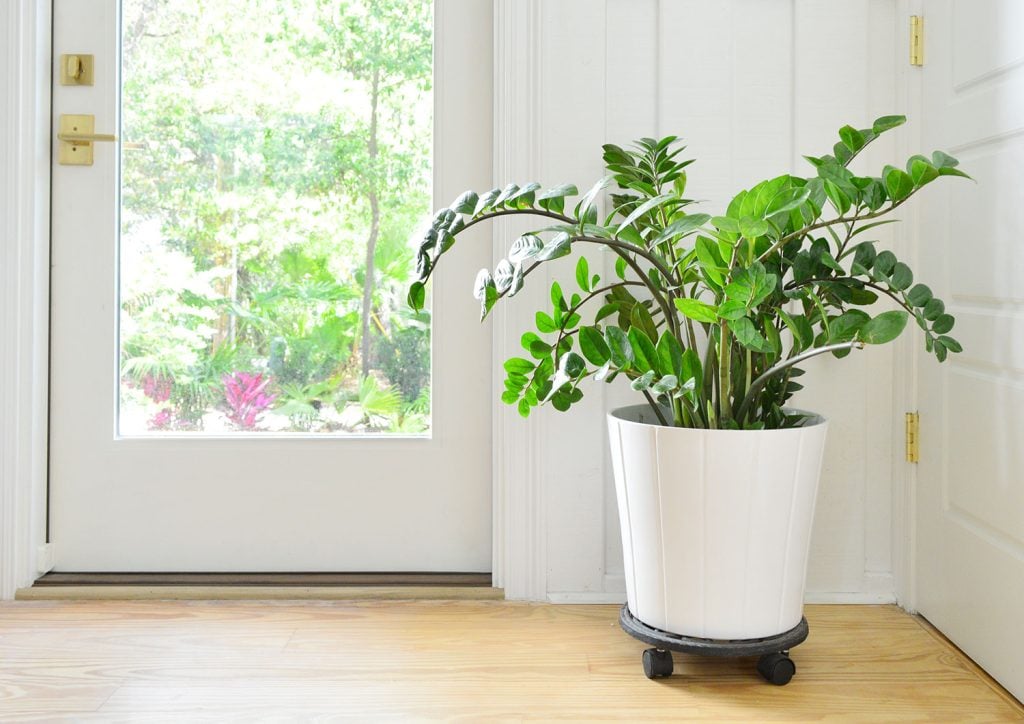 ZZ Plant – Complete Care Guide