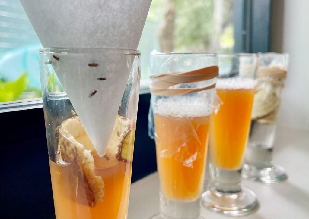 How To Get Rid Of Fruit Flies – Using Stuff You Already Own!