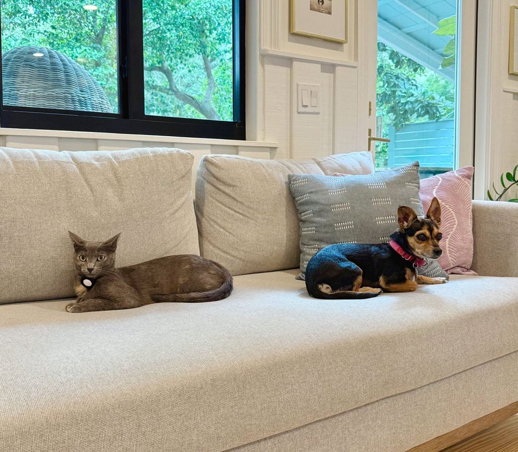 Gray Cat and Chihuahua Sitting On Couch Together