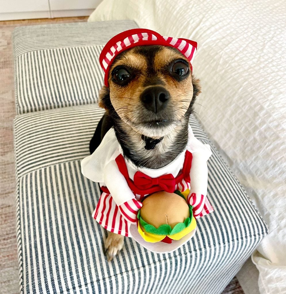 Penny Chihuahua Yorkie Dog Dressed As Hamburger Chef for Halloween