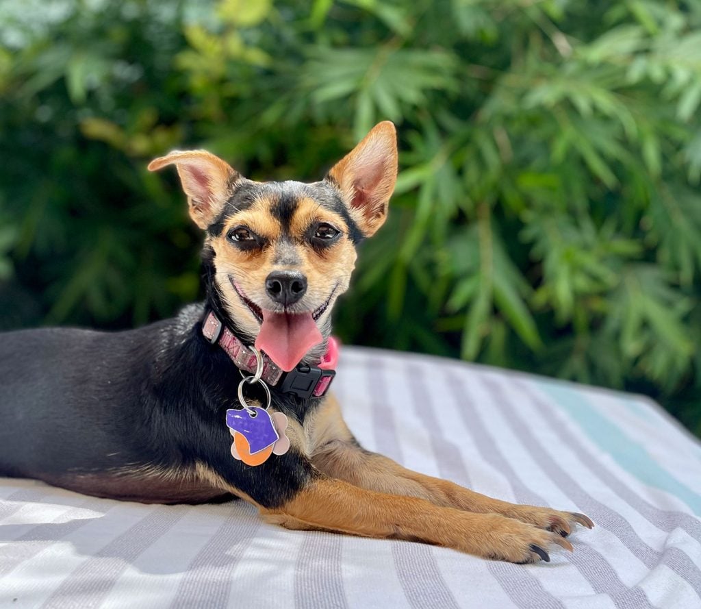 Girl Dog Names: 200 Ideas + Naming Tips