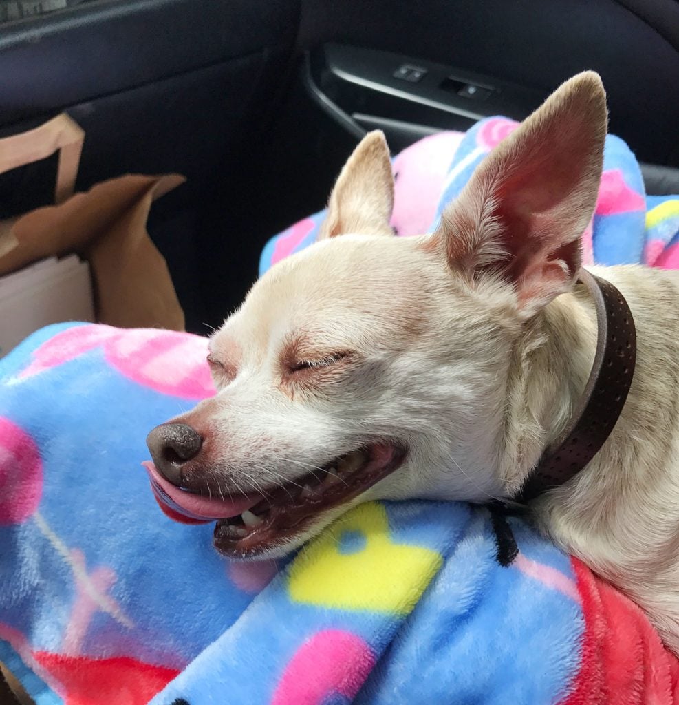 Boy Dog Chihuahua Smile Panting In Sleep