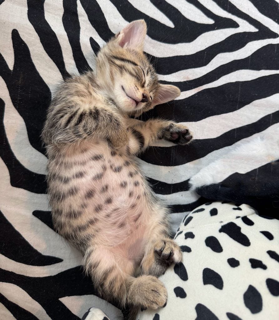 Boy Cat Names: 200 Names + Naming Tips