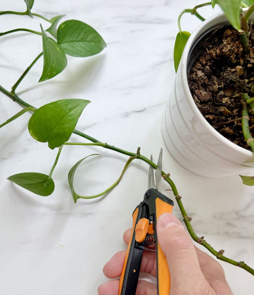 Cutting Potho Vine With Small Snips For Propagation