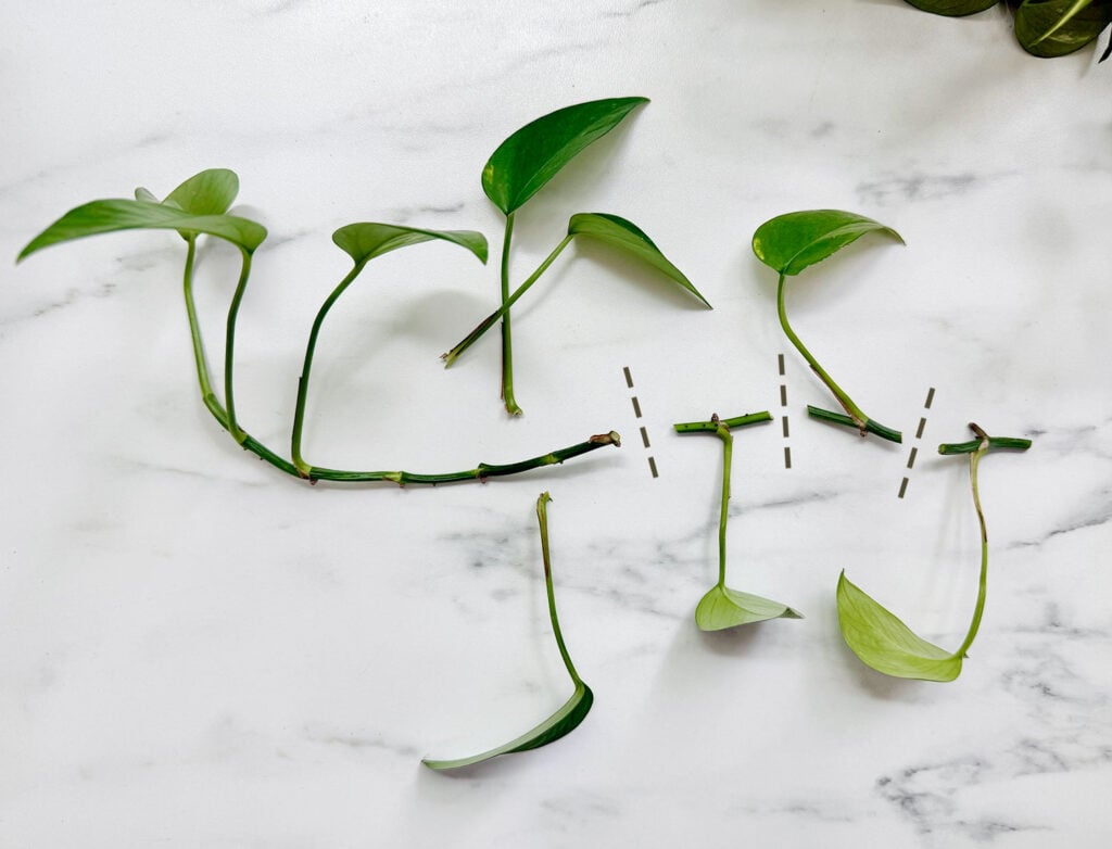 Pothos Vine Clipping Cut Into Node Sections For Propagation