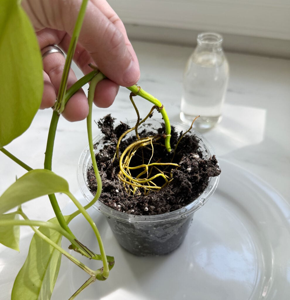 Planting Pothos Roots In Soil