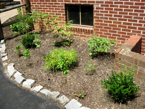 Edible Garden: Update