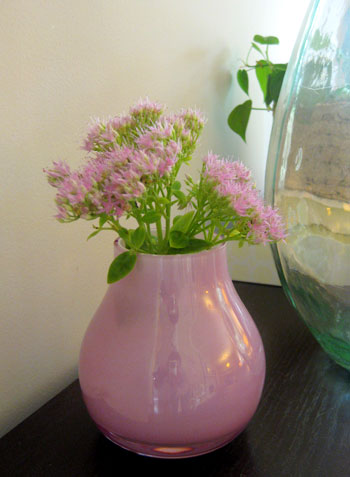 Budget Blooms: September Sedum