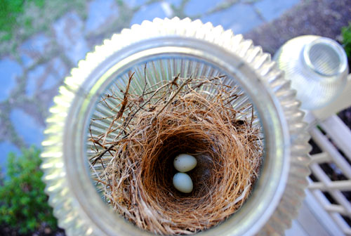 Little Eggs Inside Of A Bird’s Nest On Our Porch