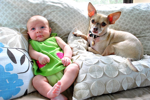 Introducing Our Dog To Our New Baby