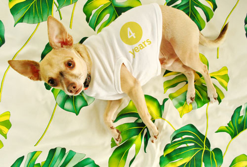 Blogiversary III: Young Puppy Love
