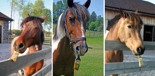 Fab Freebie: Young Horse Love