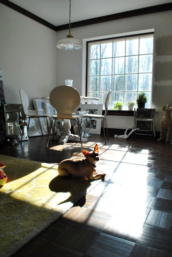 Dog Adjusting To A New House