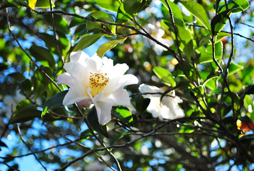 Spring Flowers Are Blooming