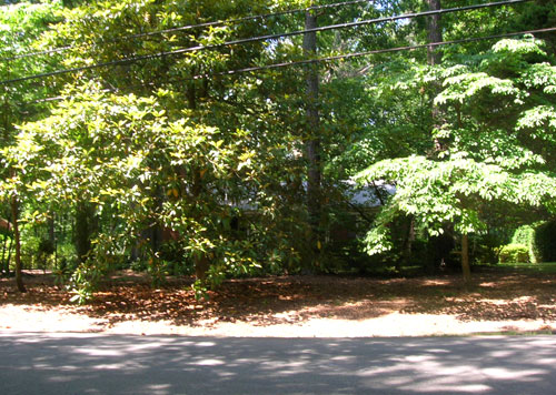 Limbing Up Trees So You Can See The House Again