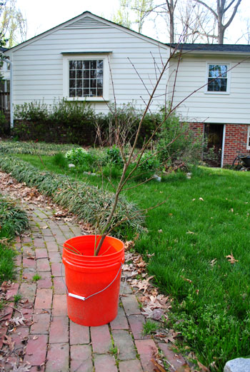 How We Transplanted Our Red Maple Tree