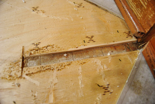 Choosing Between Pergo and Cork For Our Kitchen Floors