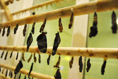 How To Make Faux Butterfly Art