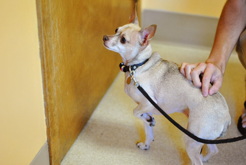 Chihuahua’s First Teeth Cleaning