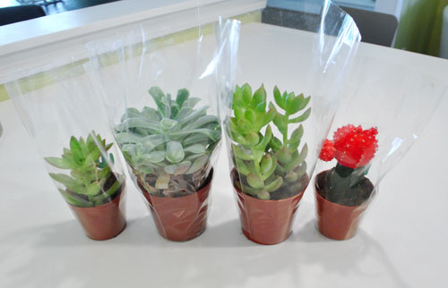 How To Plant Succulents