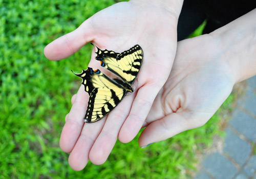 Keeping A Dried Dead Butterfly