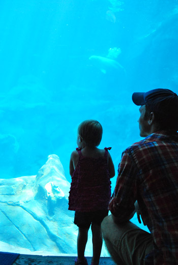 Exploring The Georgia Aquarium