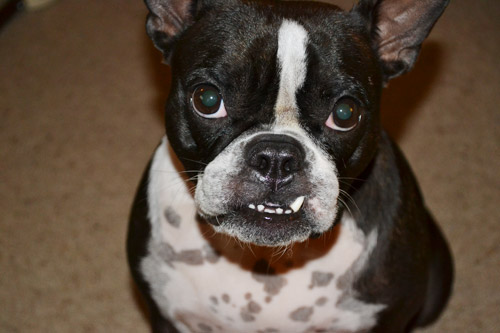 Fab Freebie: Portrait Of A Fido