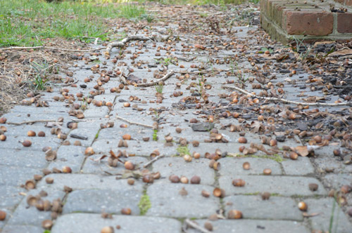 When Acorn Crafts Go Terribly Wrong