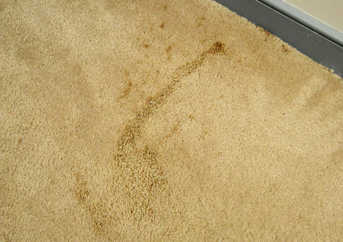 How To Remove Carpet & Prep For Hardwood Floors