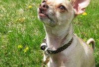 Free Collar Me Bad Fashion Collar Giveaway