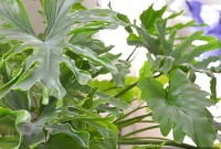 Tree Philodendron Care: Essential Tips for Thriving