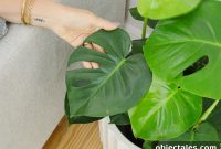 Monstera Deliciosa Care Guide: Light, Watering & Growth Tips