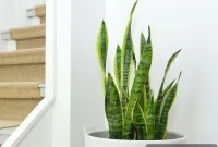 Snake Plant Care Guide: Watering, Light & Growth Tips