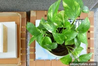 Golden Pothos Care: Light, Watering, and Growth Tips