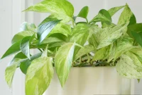 Marble Queen Pothos Care Guide: Growing and Maintenance Tips